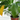 Why Are My Indoor Plant Leaves Turning Yellow? Common Causes and Easy Fixes