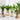 When to Repot Indoor Plants and Why It Matters