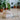 7 Indoor Plants That Help Create a Calmer, More Peaceful Home