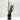 Potted Snake Plant