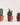 Plant Bundles