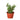 Succulent 'Elephant Bush'