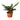 Calathea Lancifolia 'Rattlesnake'