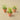 3 Ionantha Air Plants with Mini Terra Cotta Pots - House Plant Shop