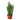 Snake Plant 'Zeylanica'