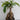 Ficus Ginseng Indoor and outdoor Bonsai Artificial Plant (SIZE-12Inch)